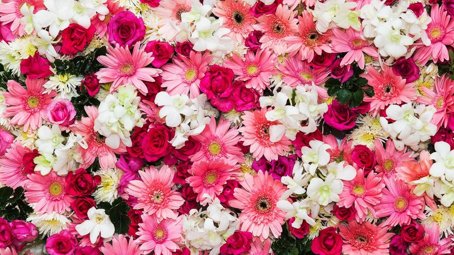 Kwiaty doniczkowe wymagają pielęgnacji