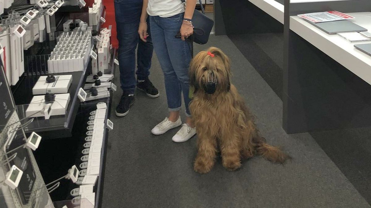 Do końca wakacji w sklepach MediaMarkt można robić zakupy z psem