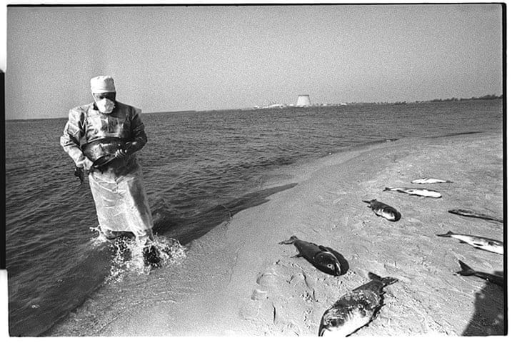 Martwe ryby na brzegu sztucznego jeziora koło Czarnobyla. Czerwiec 1986.