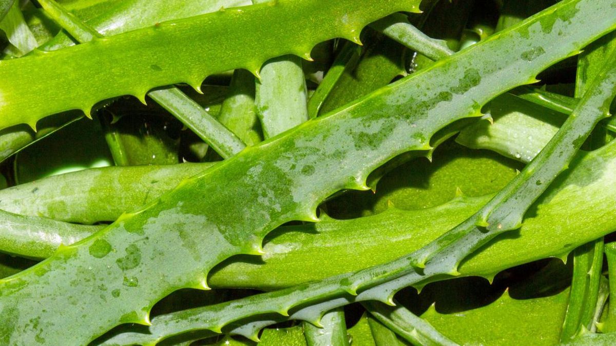 GIS ogłasza cztery niedozwolone substancje. Do tej pory były stosowane w suplementach diety