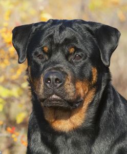 Pogryzły go psy. 57-latek nie żyje