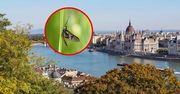 Plaga jętek w Budapeszcie. Eksperci wskazali powód