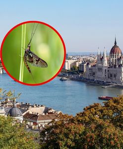 Plaga jętek w Budapeszcie. Eksperci wskazali powód