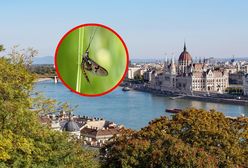 Plaga jętek w Budapeszcie. Eksperci wskazali powód