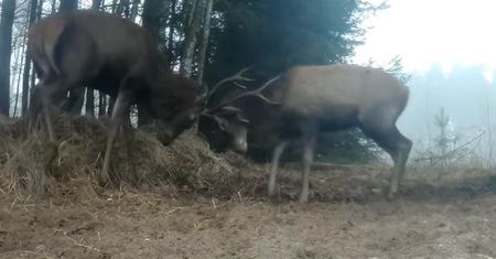 Co za starcie! Fotopułapka nagrała dwa jelenie