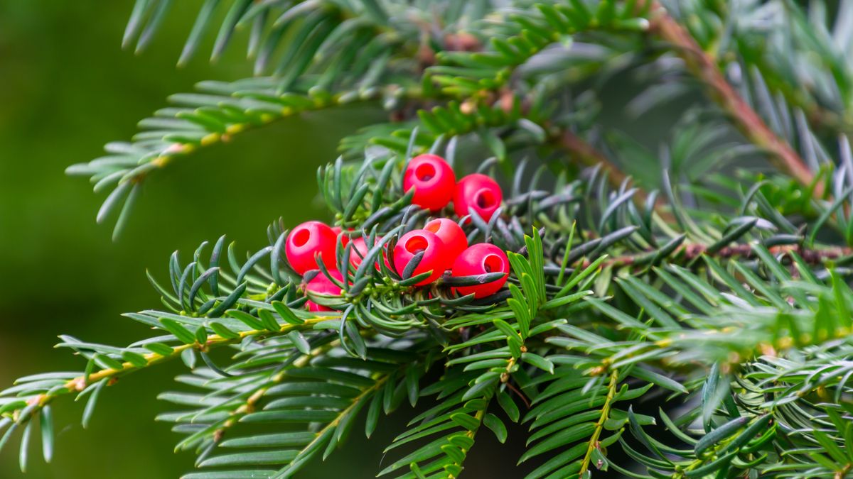 Jedną z trujących roślin w Polsce jest cis pospolity
