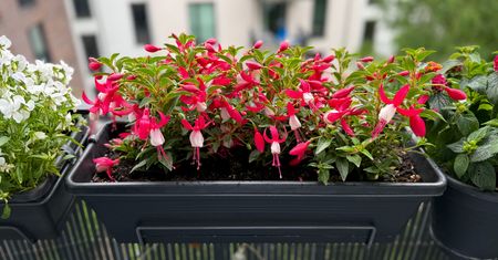 Zacieniony balkon też może zachwycać. Te rośliny zrobią efekt "wow"