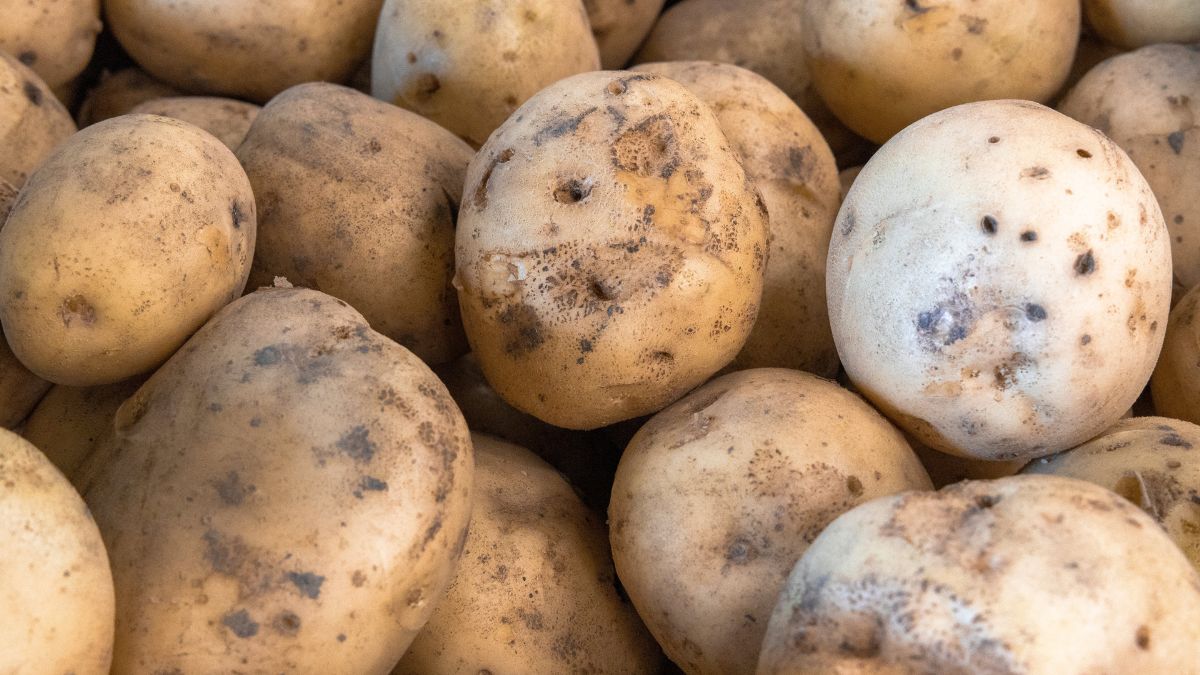 Uważaj na takie ziemniaki