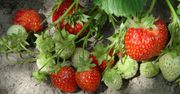 Posadź przy truskawkach. Owoców będzie zatrzęsienie