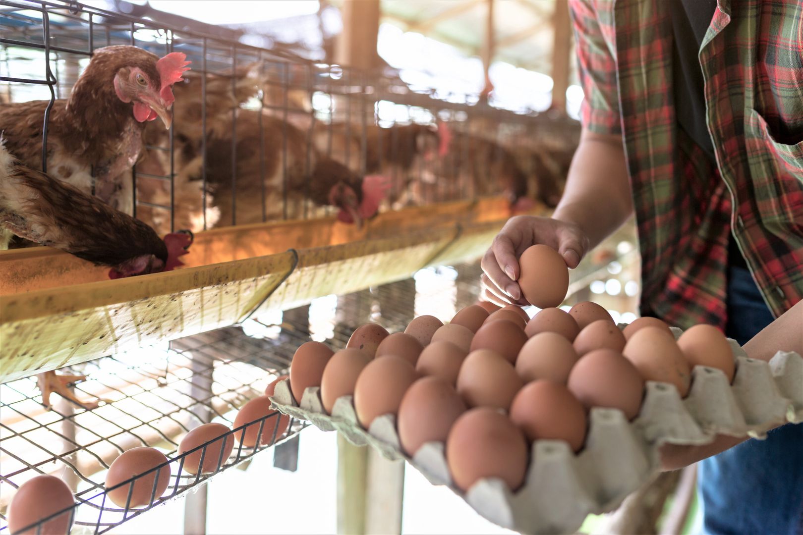 Supermarkety w Anglii będą racjonować jajka. Rozważają też import z Polski