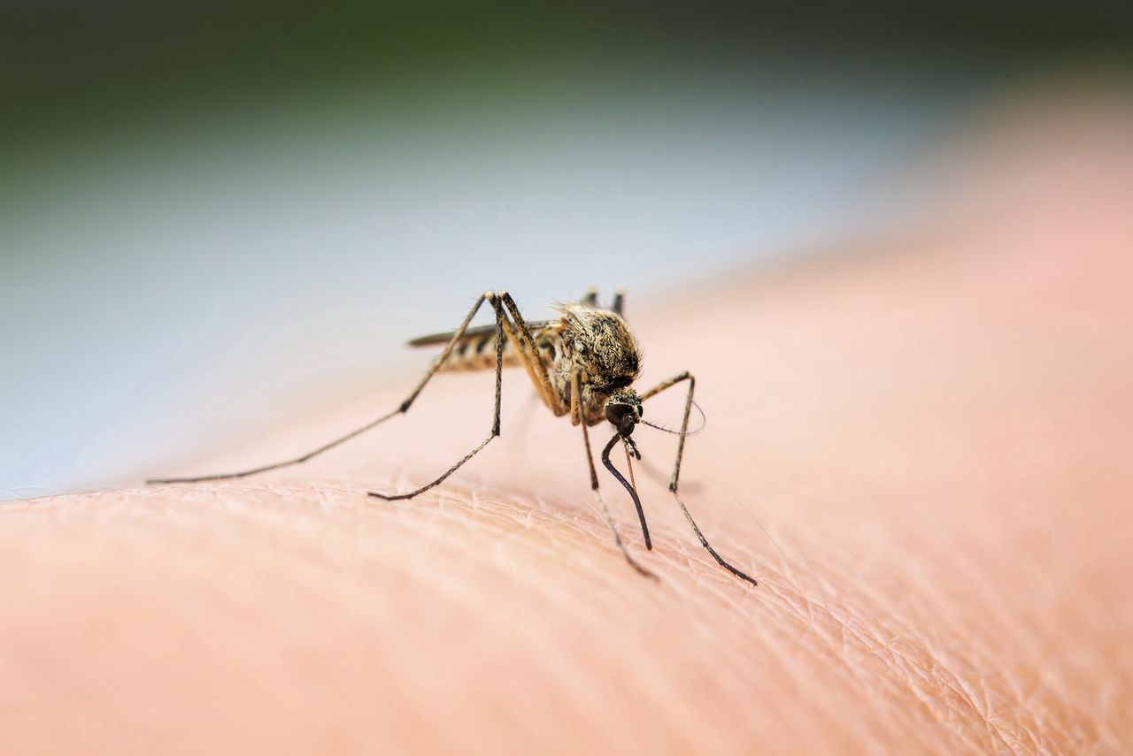 Co dobrego robią komary? Zaskakujące słowa ekspertki - komar