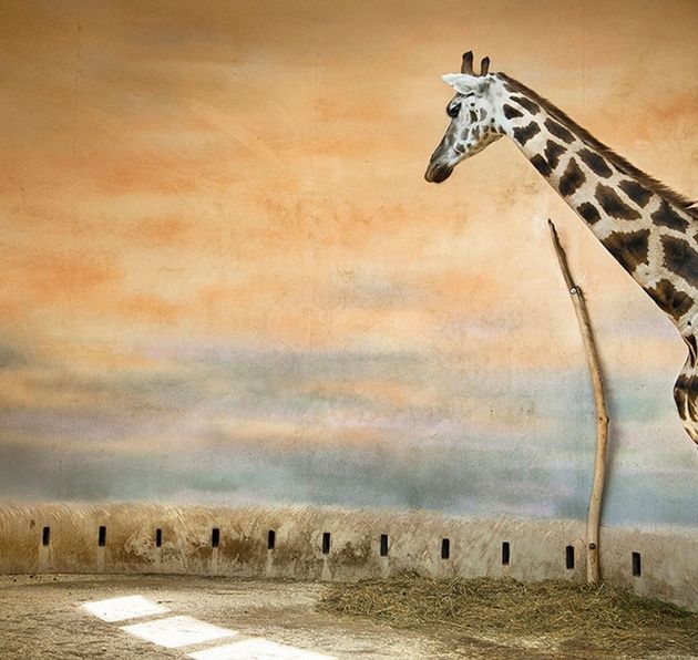 Melancholia i smutek zwierząt z ogrodów zoologicznych na poruszających zdjęciach 5