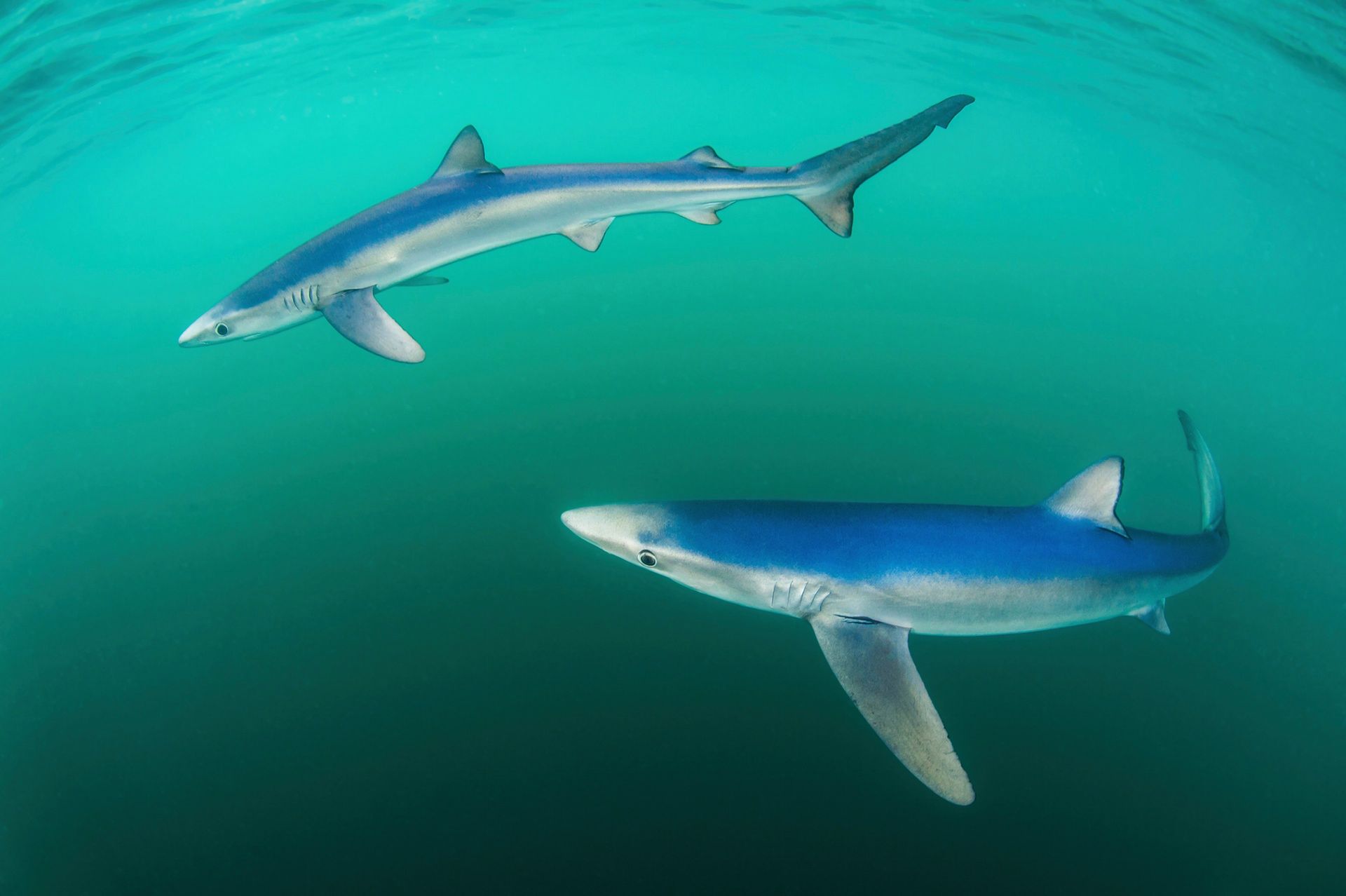 The British Wildlife Photography Awards 2015, czyli fotografia przyrody w najlepszym wydaniu 5
