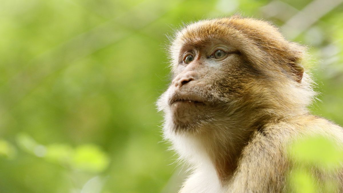 Groźny wirus rozprzestrzenia się głównie wśród makaków