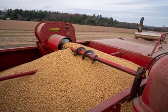 Ukraińska soja zasypuje Europę. Szykuje się absolutny rekord