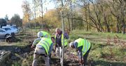 Poznań: Prawie 80 nowych drzew i tysiące krzewów w miejskich parkach