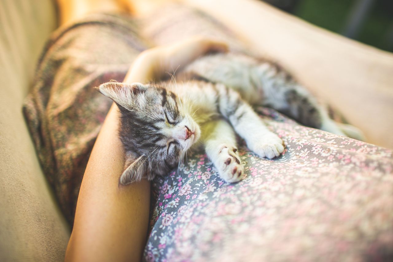 Why cats snuggling up is a sign of trust and security