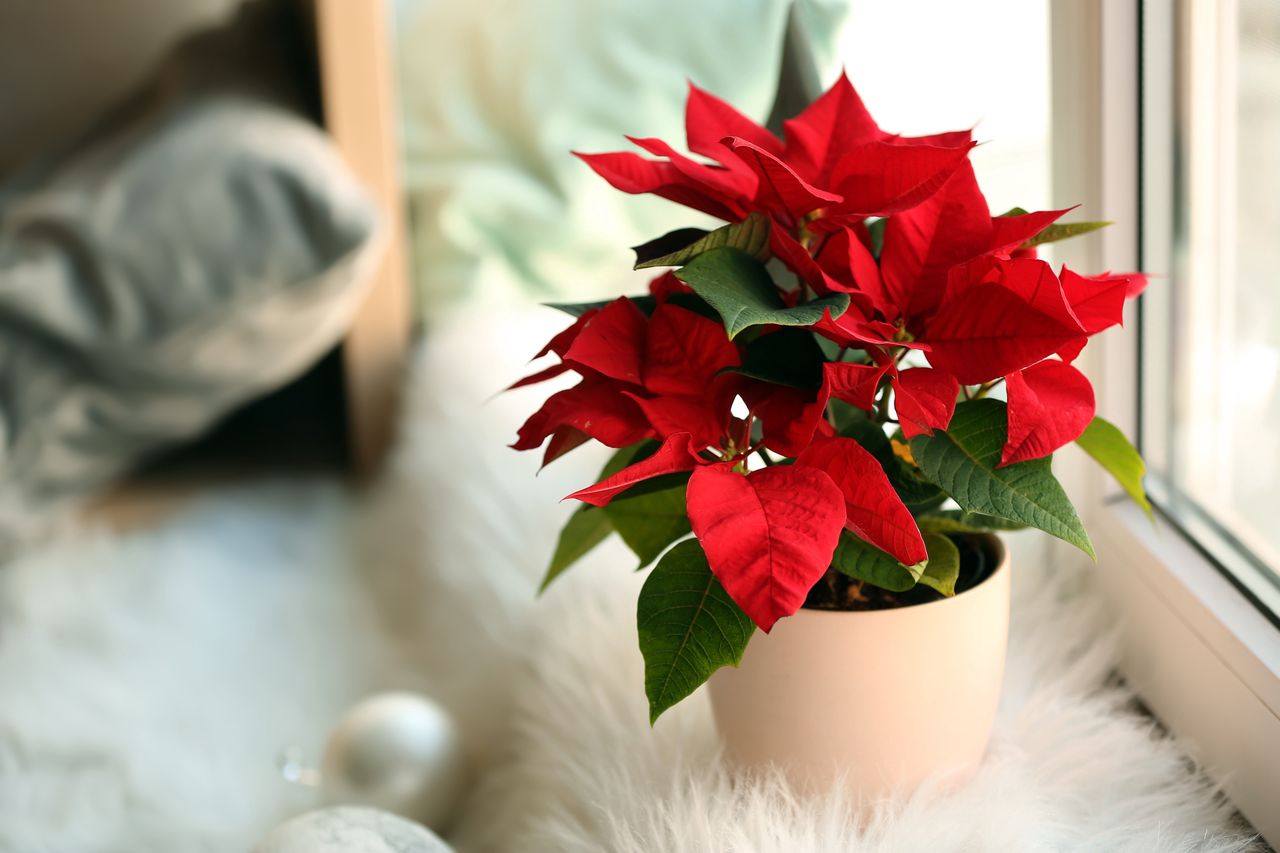 Keep poinsettias beautiful: Care tips for holiday cheer