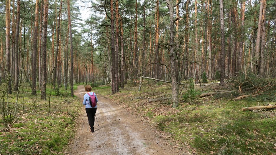 Kampinoski Park Narodowy musi walczyć z suszą 