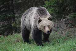 Pozbawił go snu i amunicji. Niedźwiedź grizzly ofiarę miał już w kłach