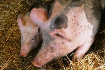 Ceny tuczników stanęły w miejscu. Rolnicy czekają na przełom