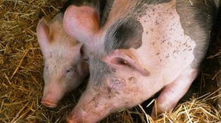 Ceny tuczników stanęły w miejscu. Rolnicy czekają na przełom