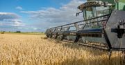 Ceny jęczmienia paszowego 2025 pod presją deszczu – ile naprawdę zapłacą Ci skupy?