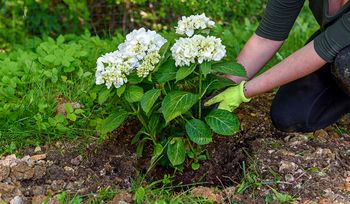 Przesadź hortensję teraz. Wybuchną morzem kwiatów