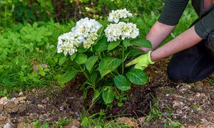 Przesadź hortensję teraz. Wybuchną morzem kwiatów
