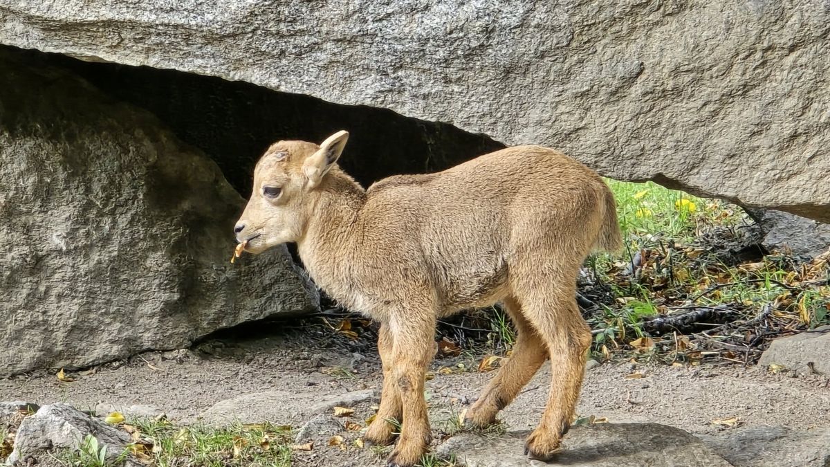 Śląski Ogród Zoologiczny ma nowego mieszkańca