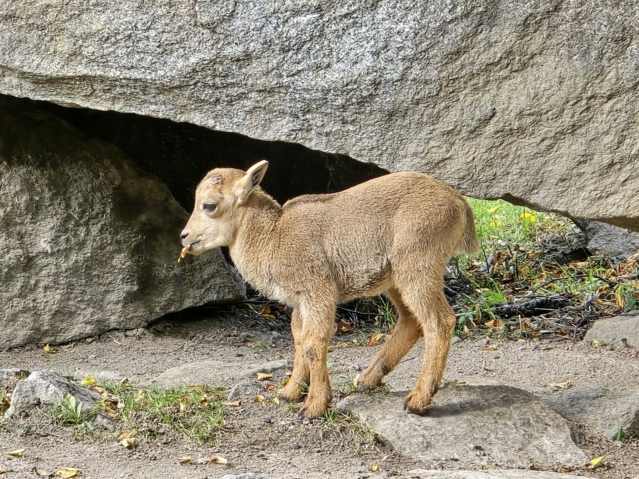 Nowy mieszkaniec Śląskiego Zoo.  Maluch podbija serca odwiedzających