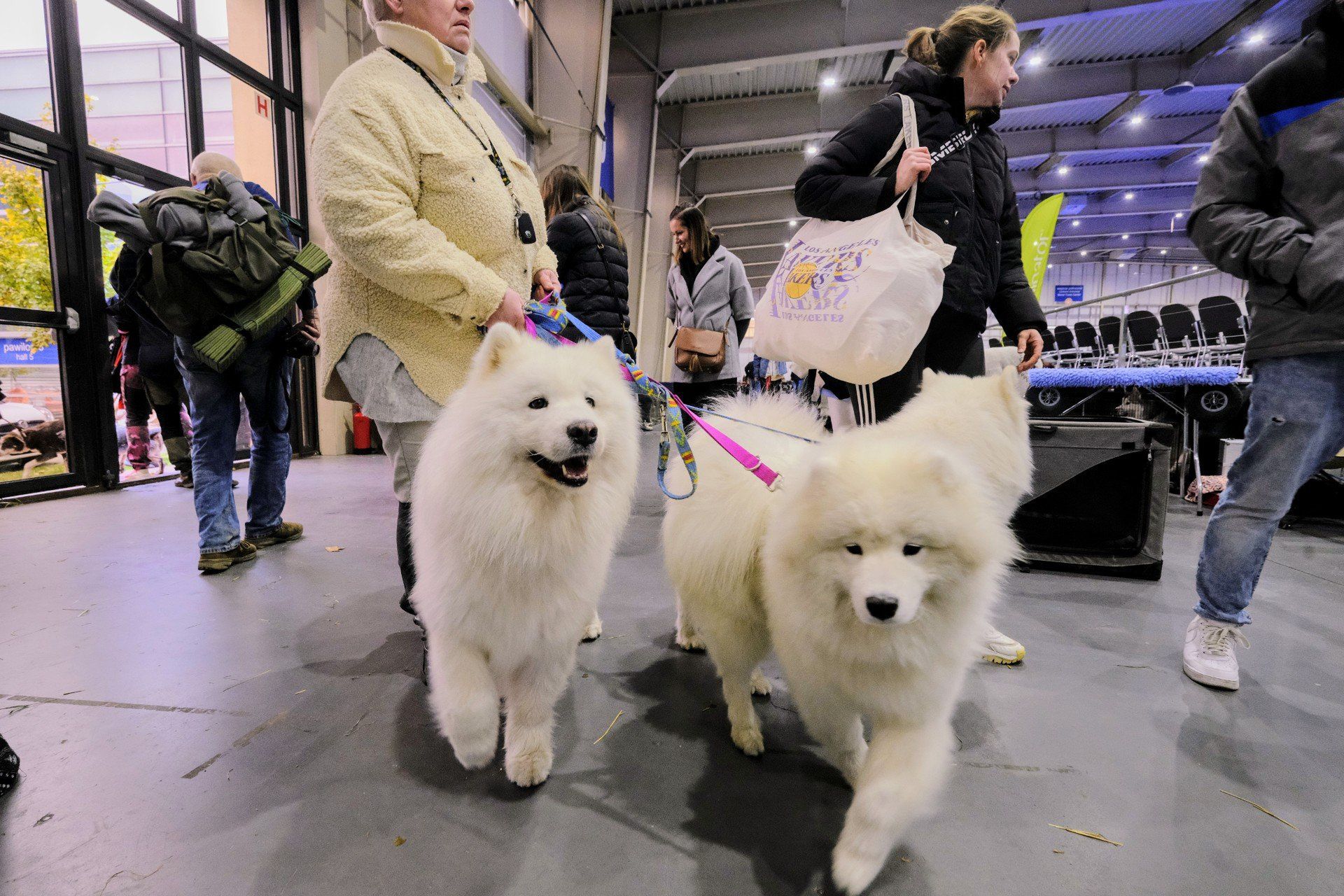 Międzynarodowe Wystawy Psów Rasowych