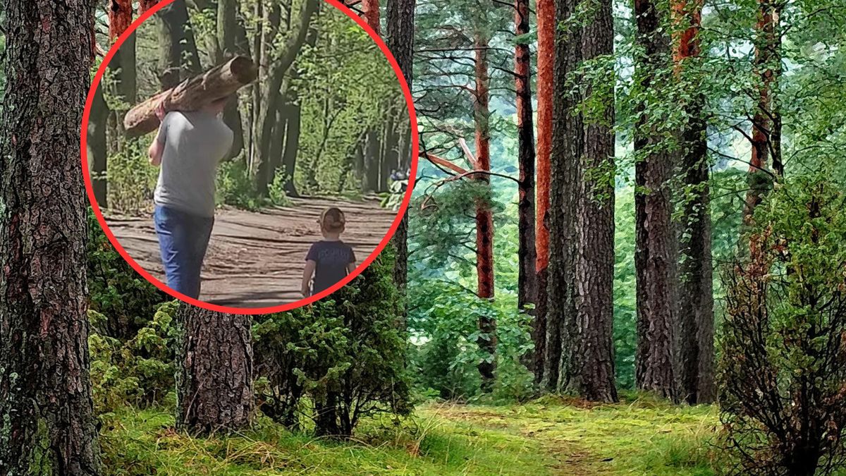 Wyniósł drewno z rezerwatu. W sieci zawrzało