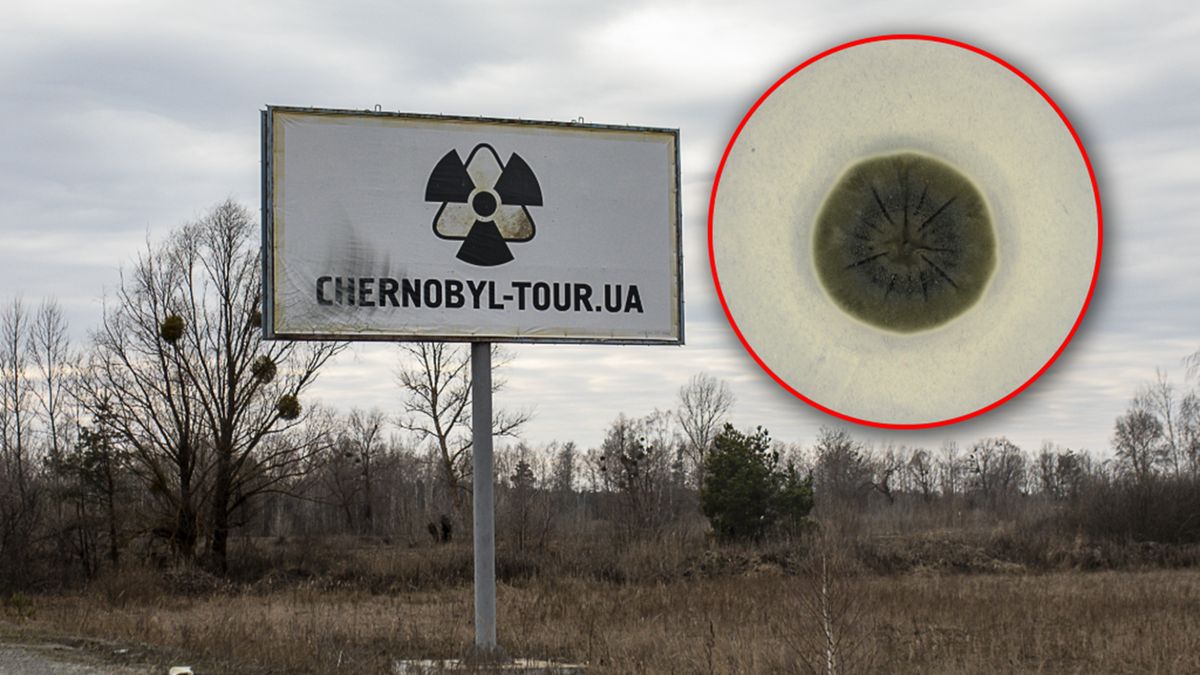 Odkrycie naukowców w Czarnobylu.