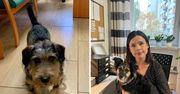 Idziesz do MOPS-u, a tam pies w szafce na akta. Nietypowe rozwiązanie z Bydgoszczy