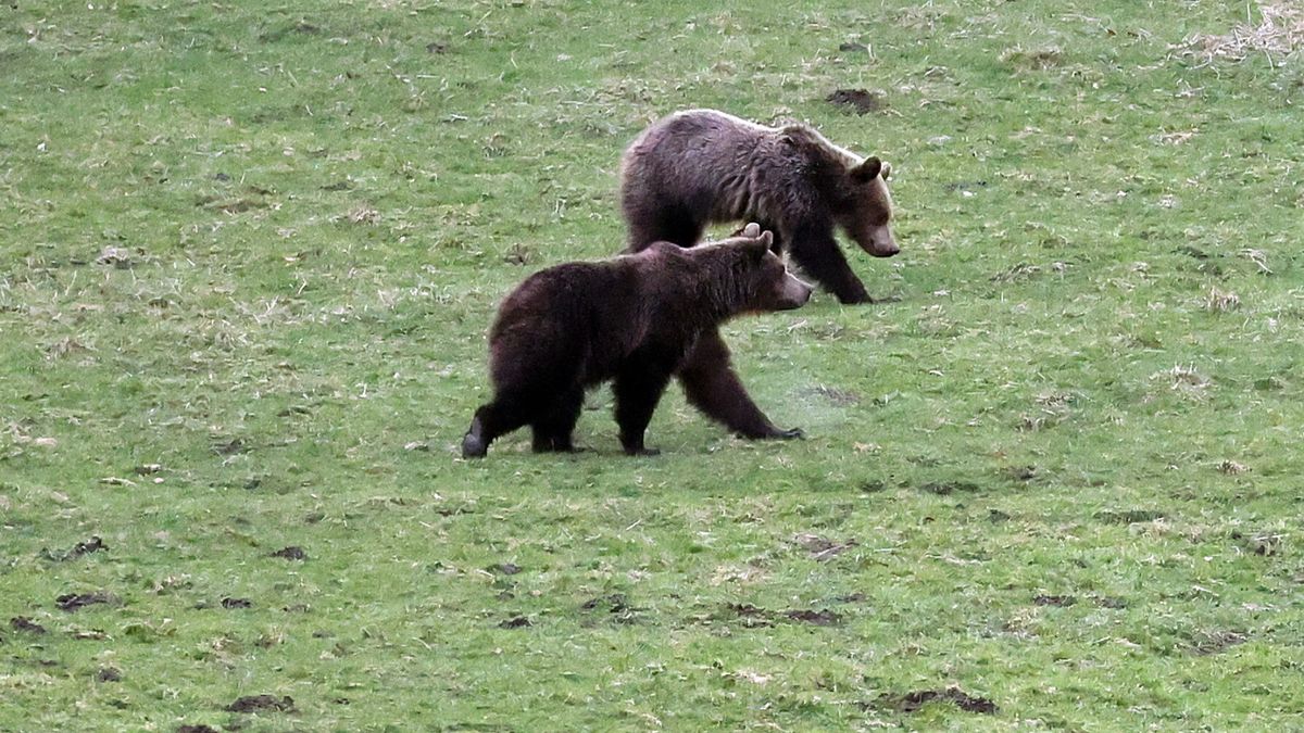 Niedźwiedzie w Kuźnicach: TPN apeluje o ostrożność