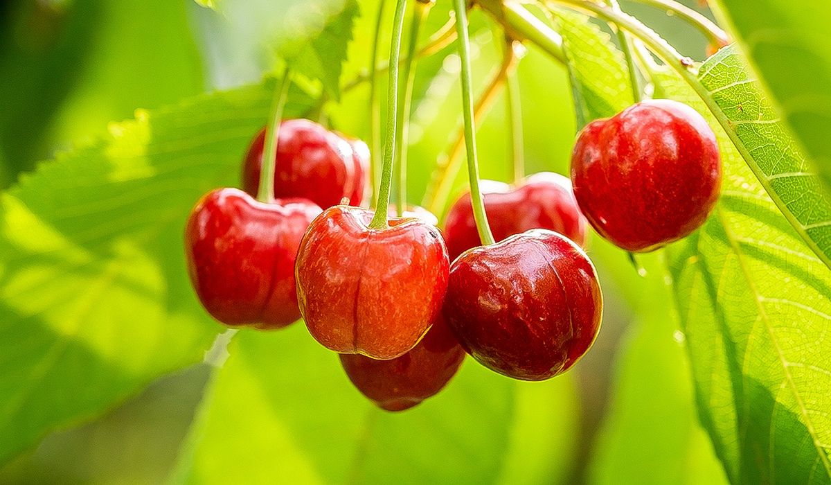 Nie przegap. Zrób to w kwietniu. Patent na pełne wiadra czereśni