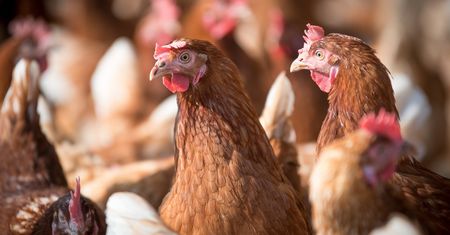 Złodziej-emeryt zamknięty w kurniku. Właściciela kur potraktował gazem obezwładniającym