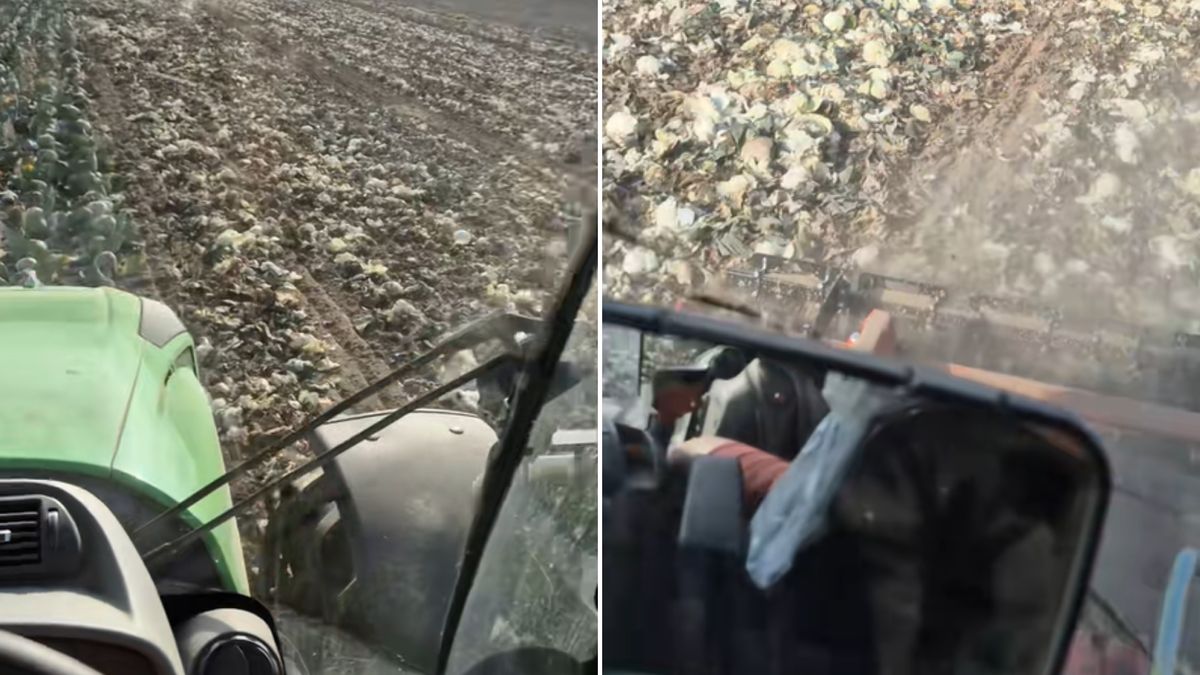 Rolnik zniszczył 500 ton kapusty.