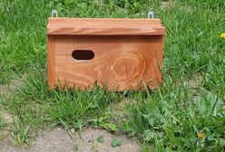 Gmina Czernica. Zaproście jerzyki, znikną komary