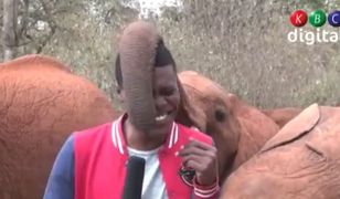 Słoń "zaatakował" reportera. Komiczne wideo podbija sieć