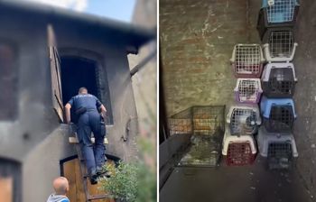 Wyłapywał gołębie i przetrzymywał w takich warunkach. Policjanci pokazali nagranie
