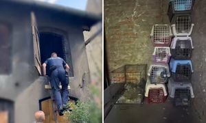 Wyłapywał gołębie i przetrzymywał w takich warunkach. Policjanci pokazali nagranie