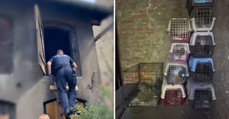 Wyłapywał gołębie i przetrzymywał w takich warunkach. Policjanci pokazali nagranie
