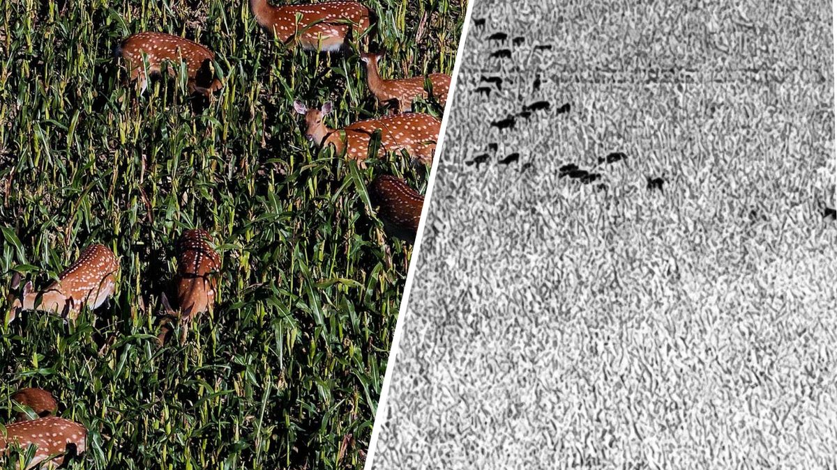 Duże stado jeleni Sika