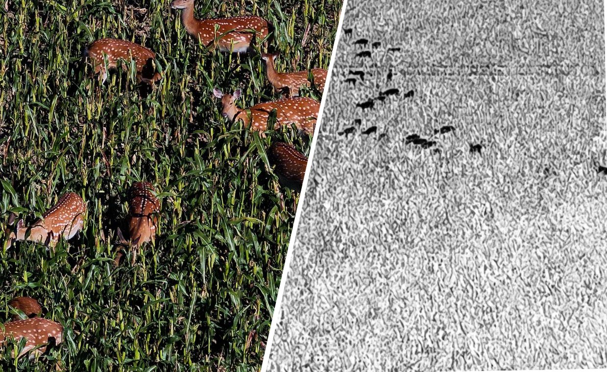 Stado zdziczałych jeleni. Inwazja na Opolszczyźnie