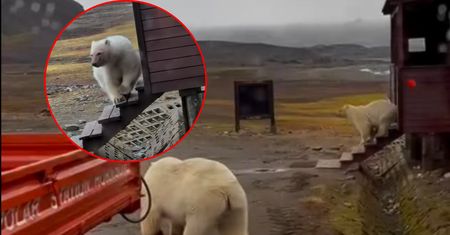 Niedźwiedzie polarne podeszły pod polską stację. "Mamy wyjątkową sytuację"