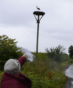 Makabryczne znalezisko. Zwłoki bociana bez głowy