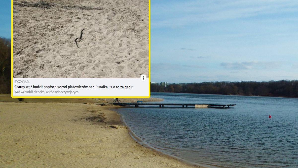 Wąż wywołał panikę na plaży 