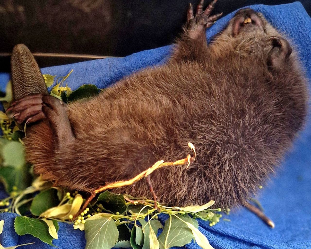 Znaleziony na środku asfaltu. "Nic słodszego nie zobaczycie"